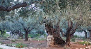 Walking Jesus' Footsteps Via Dolorosa Old City Jerusalem