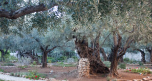 Biblical Site Expanded Garden of Gethsemane Maranatha Tours